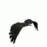 black_hawk